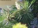 Yucca